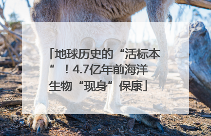 地球历史的“活标本”！4.7亿年前海洋生物“现身”保康